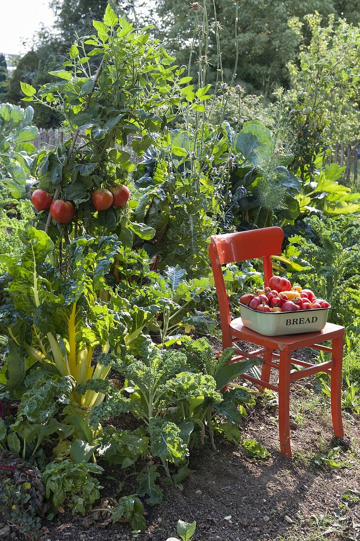 Hill bed in late summer: Chard 'Bright Lights' (Beta vulgaris)