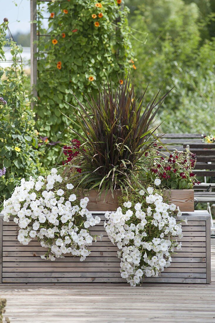 Homemade Wooden Box with Petunia Surfinia 'Snow' (Petunia)