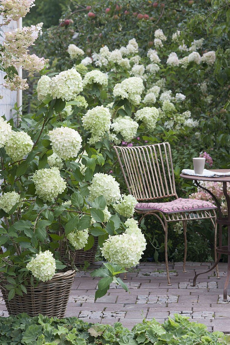 Patio on terrace with white flowers