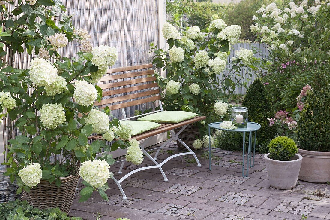 Patio on terrace with white flowers