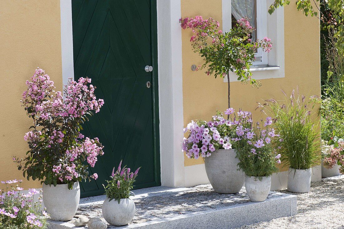 House entrance with pink flowering plants, Lagerstroemia indica