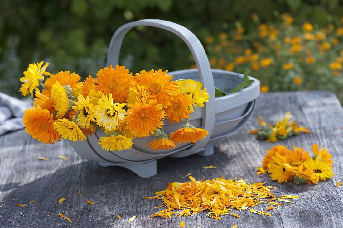 Basket of freshly picked calendula (marigold)