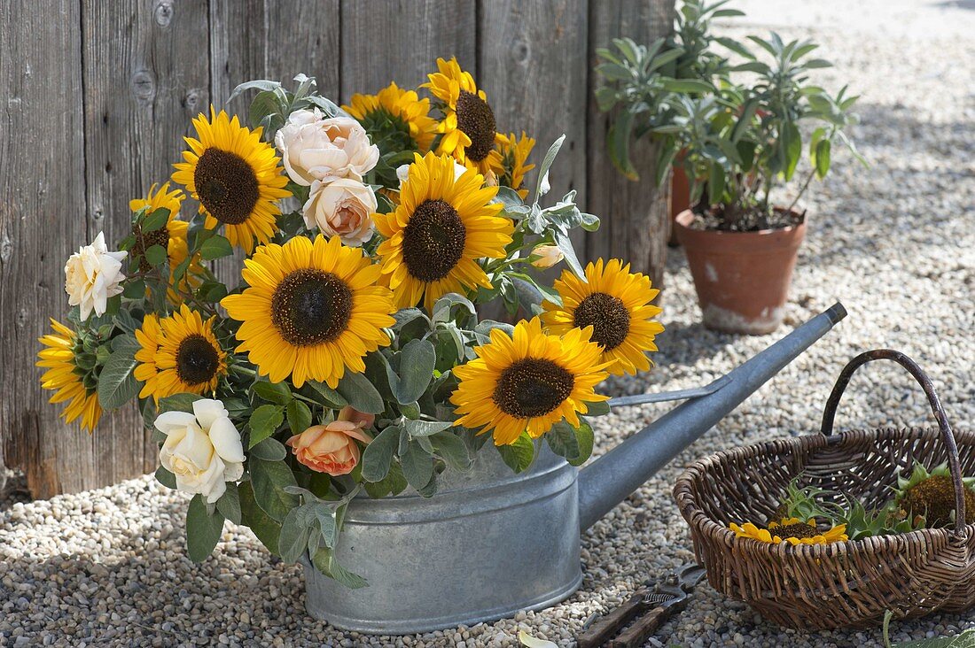 Strauss aus Helianthus (Sonnenblumen), Salbei (Salvia) und Rosa