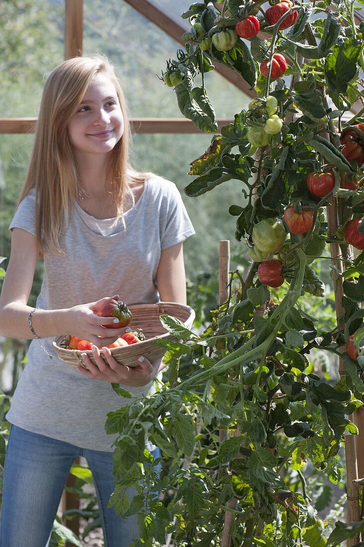 Tomatenernte im Gewächshaus