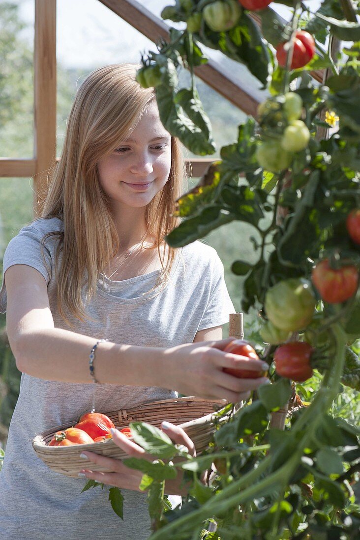 Tomato crop in the greenhouse