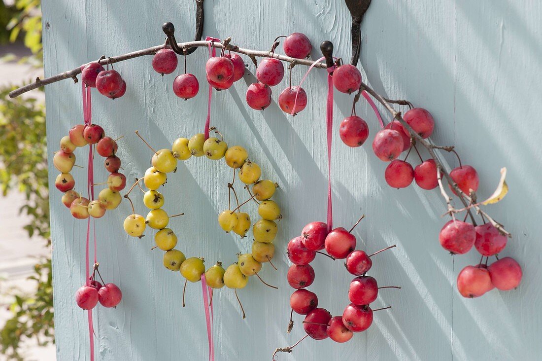 Deko mit Zieraepfeln : kleine Kränze aus Malus 'Evereste' rot