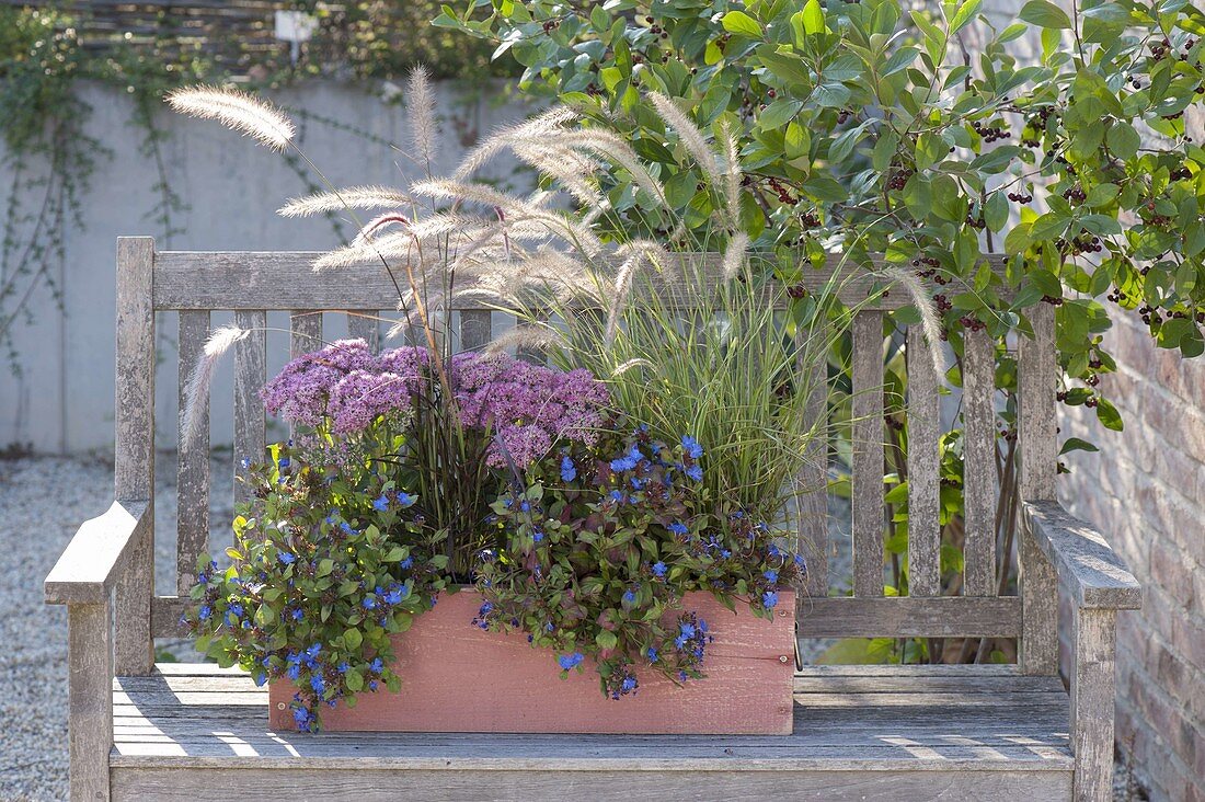 Wooden box with Ceratostigma plumbaginoides