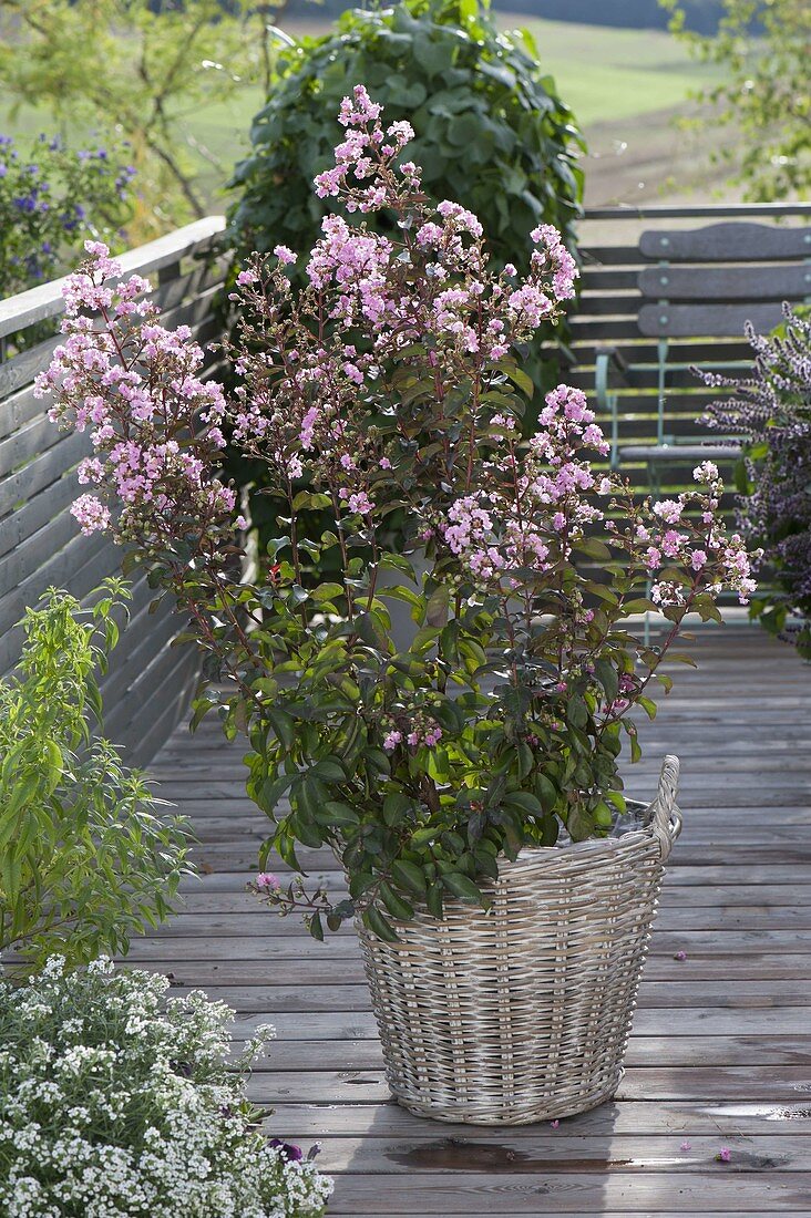 Lagerstroemia indica 'Rhapsody in Pink' (ruffle myrtle) in basket