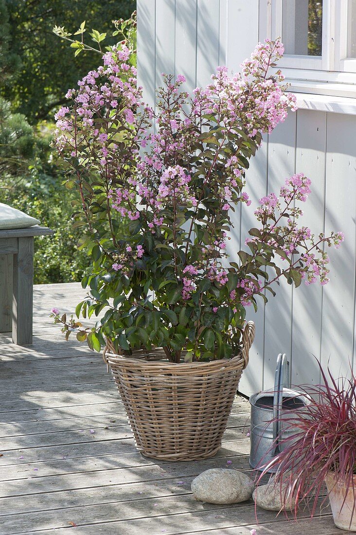 Lagerstroemia indica 'Rhapsody In Pink' (Kraeuselmyrte) im Korb