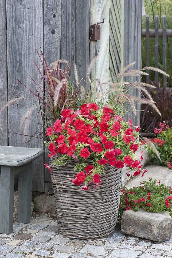 Petunia Famous 'Red Fire' (Petunia), Imperata 'Red Baron'