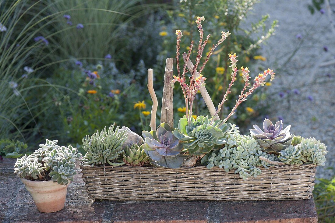 Basket with echeveria and senecio (ragwort)