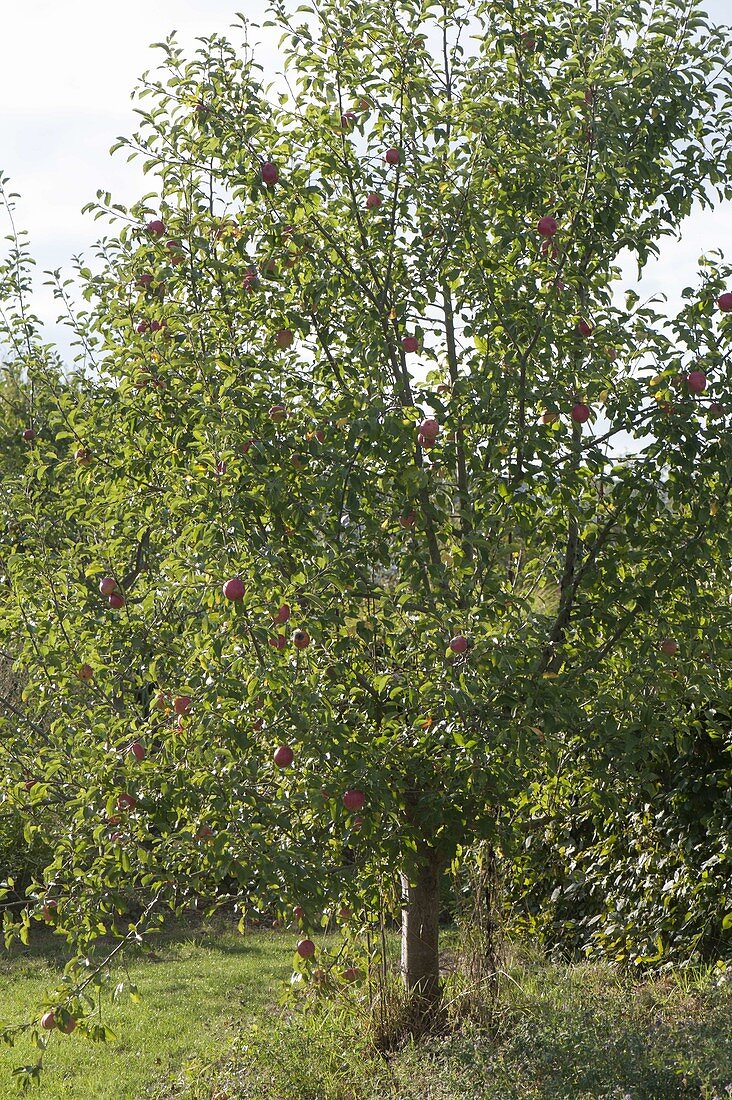 Apple tree (malus) in the nature garden