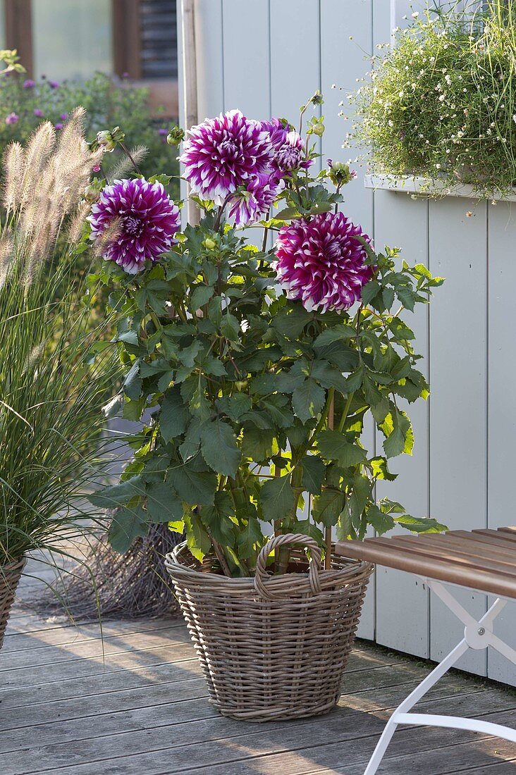 Dahlia 'Contraste' (Giant Dahlia) in basket