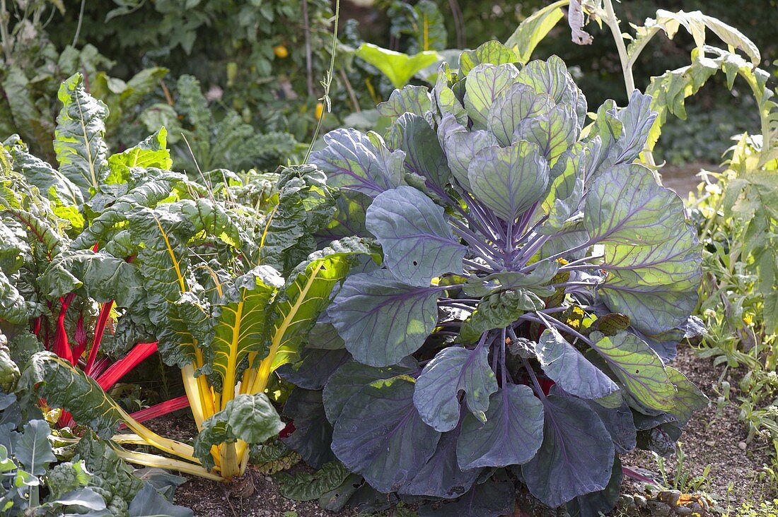 Hillside with chard 'Bright Lights' and brussels sprouts