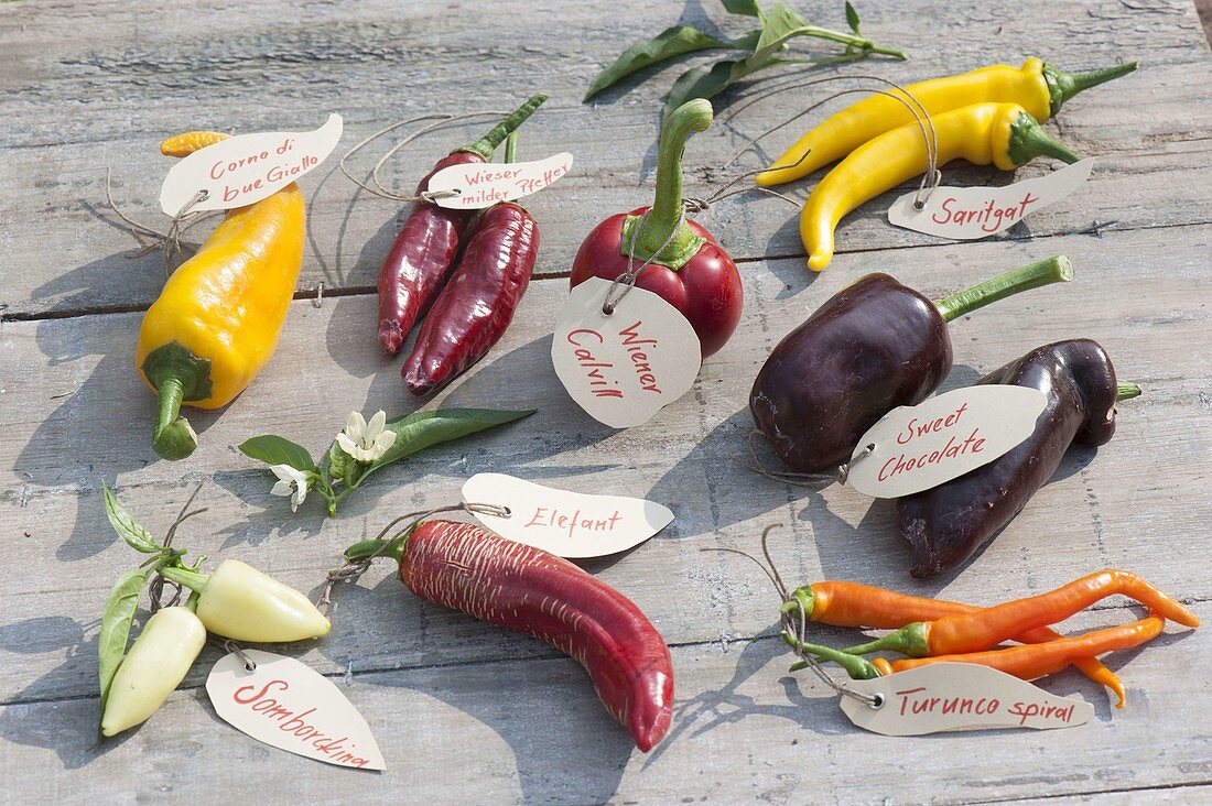 Tableau with peppers and peppers