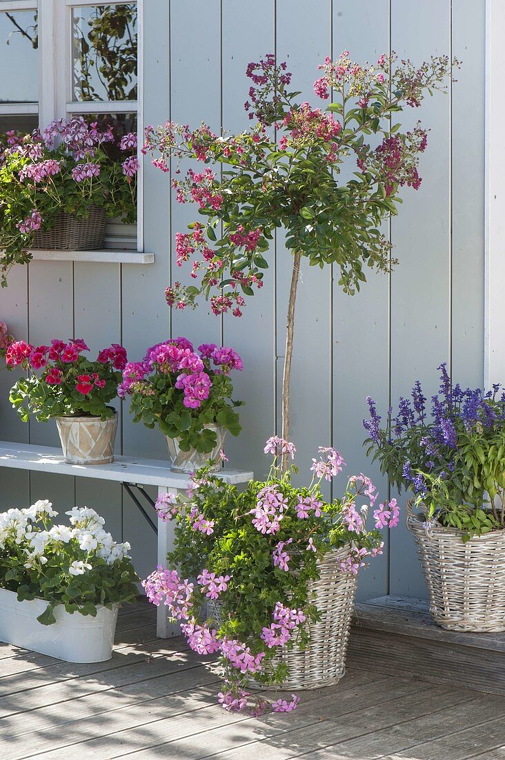 Geranium terrace with Pelargonium zonal and Pelargonium peltatum