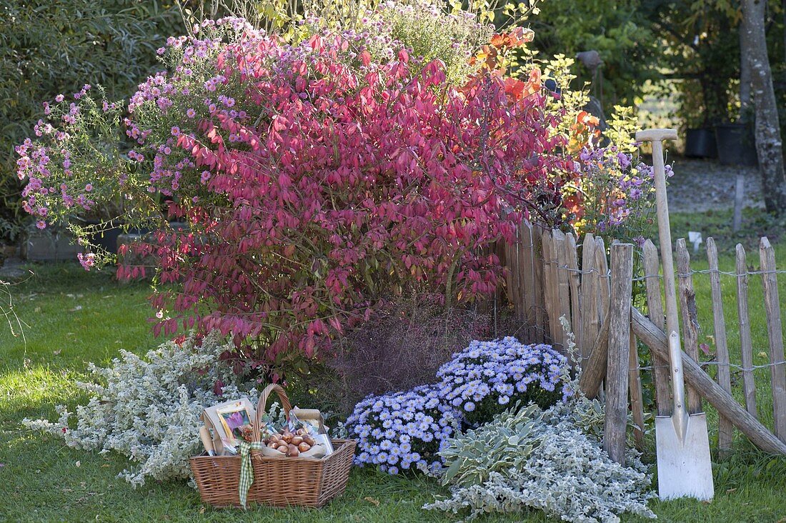 Euonymus alatus (Corkstring spindle shrub) with Aster dumosus