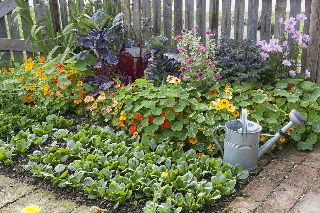 Late summer vegetable patch in organic garden