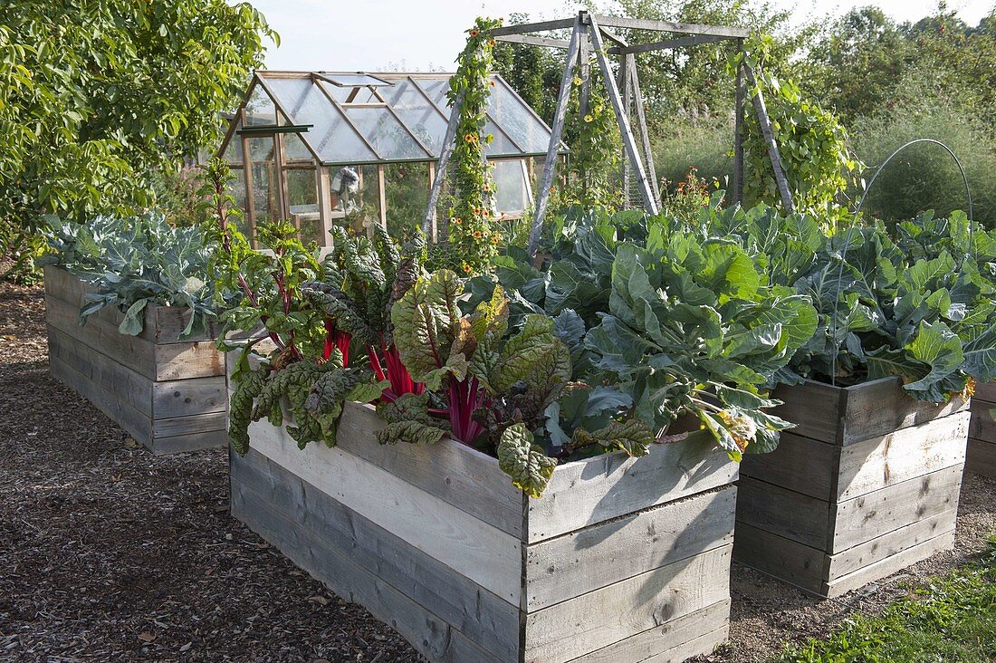 Vegetable garden with raised beds