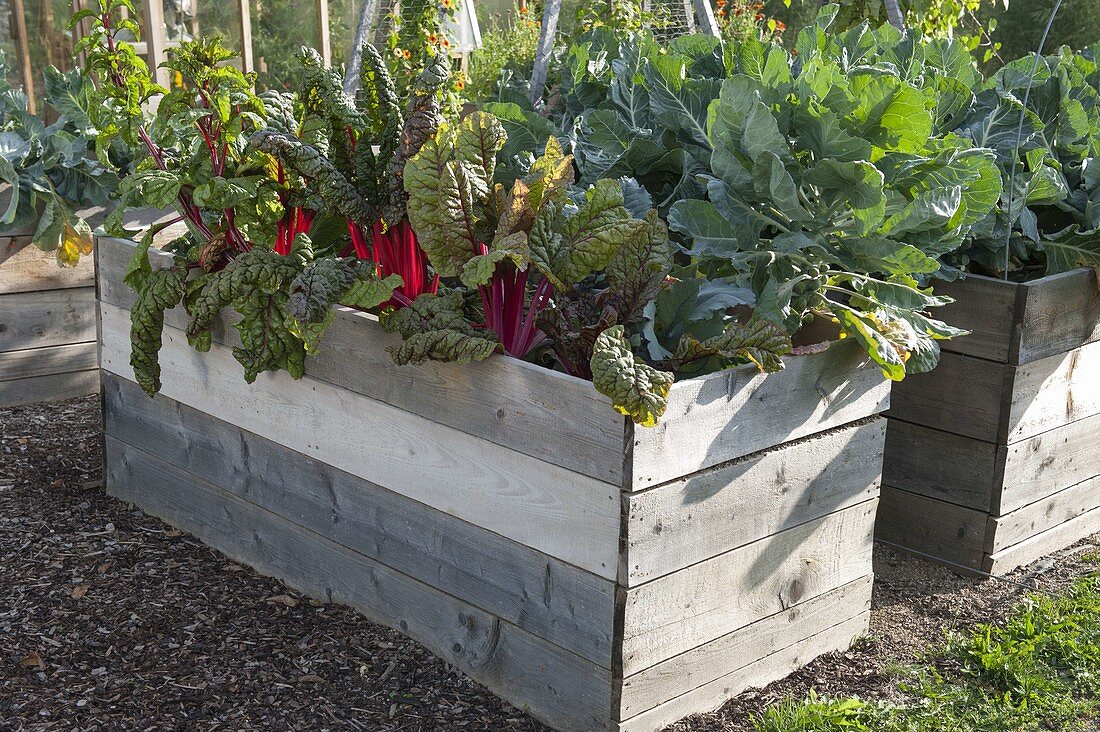 Vegetable garden with raised beds