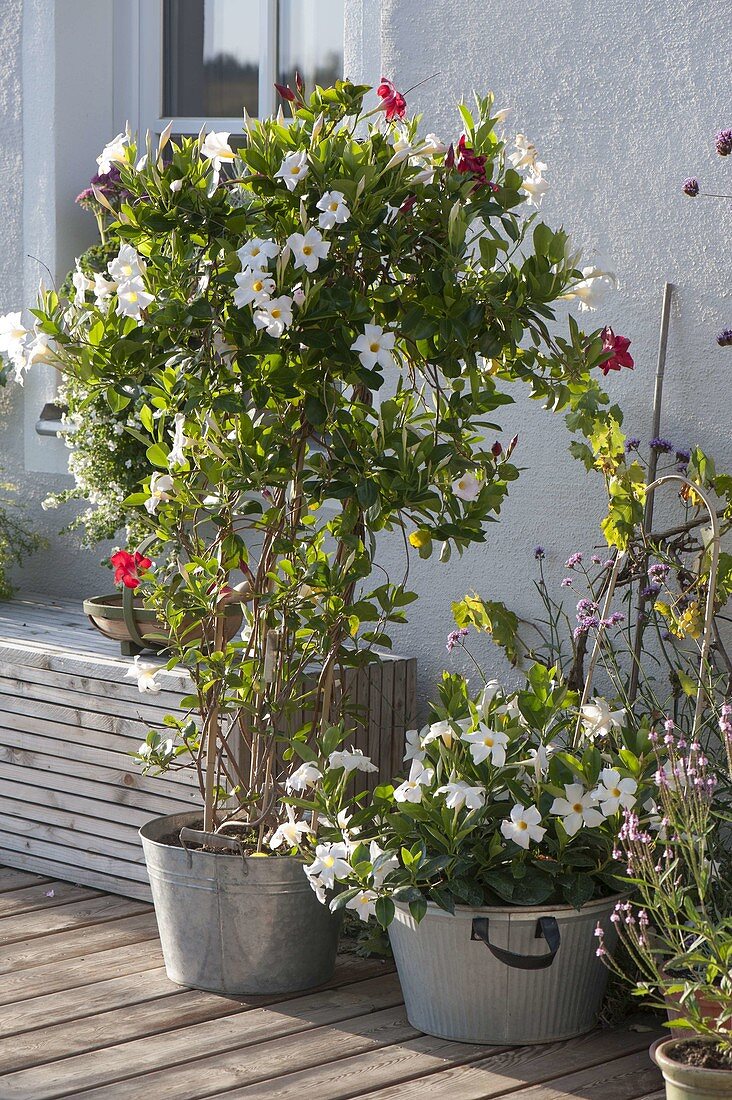 Mandevilla 'Rio White', 'Bicolor' (Dipladenia) in zinc planters