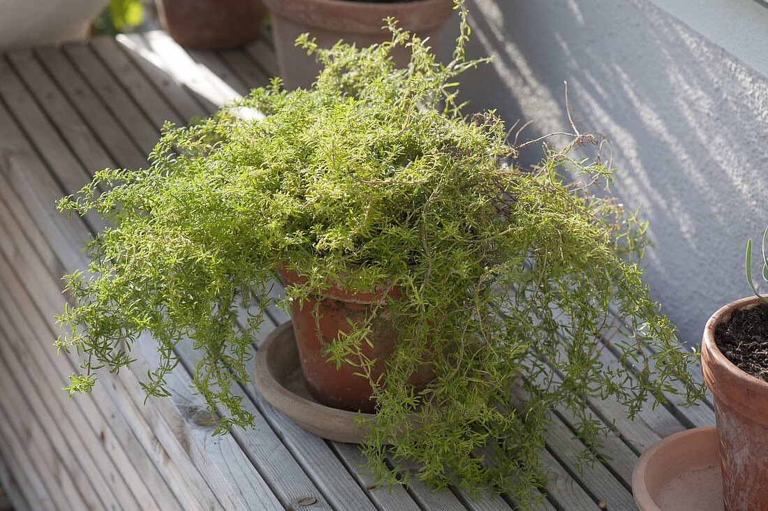 Creeping savory (Satureja montana repens) in clay pot