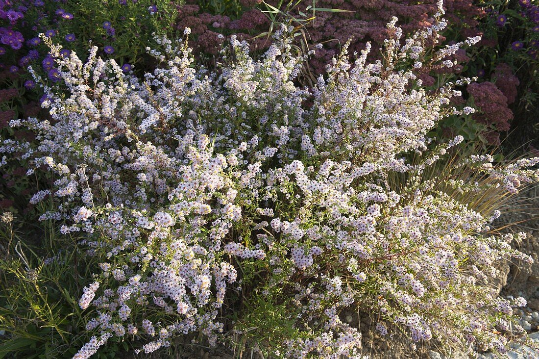 Aster ericoides 'Schneetanne' (September herb)