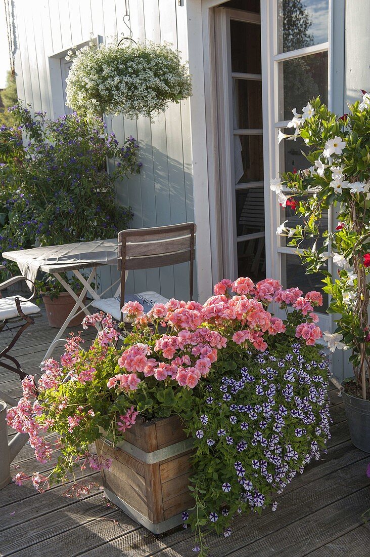 Wooden box planted with Pelargonium zonal 'Classic Helena'