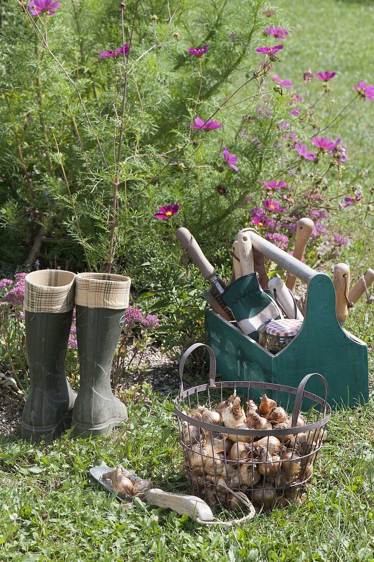 Ab September ist Pflanzzeit für Blumenzwiebeln