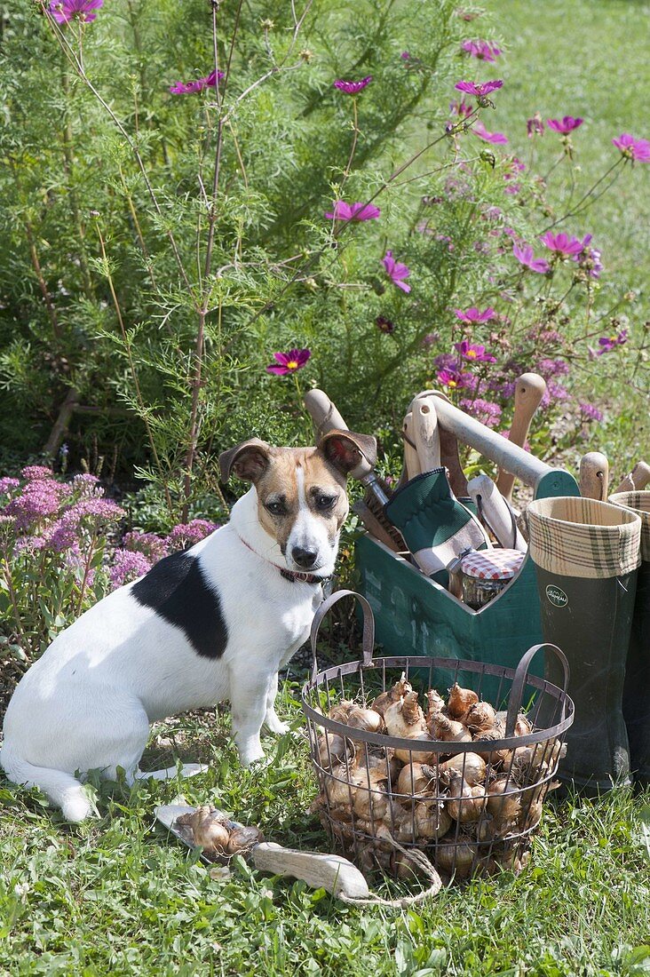 As from September it's planting time for flower bulbs