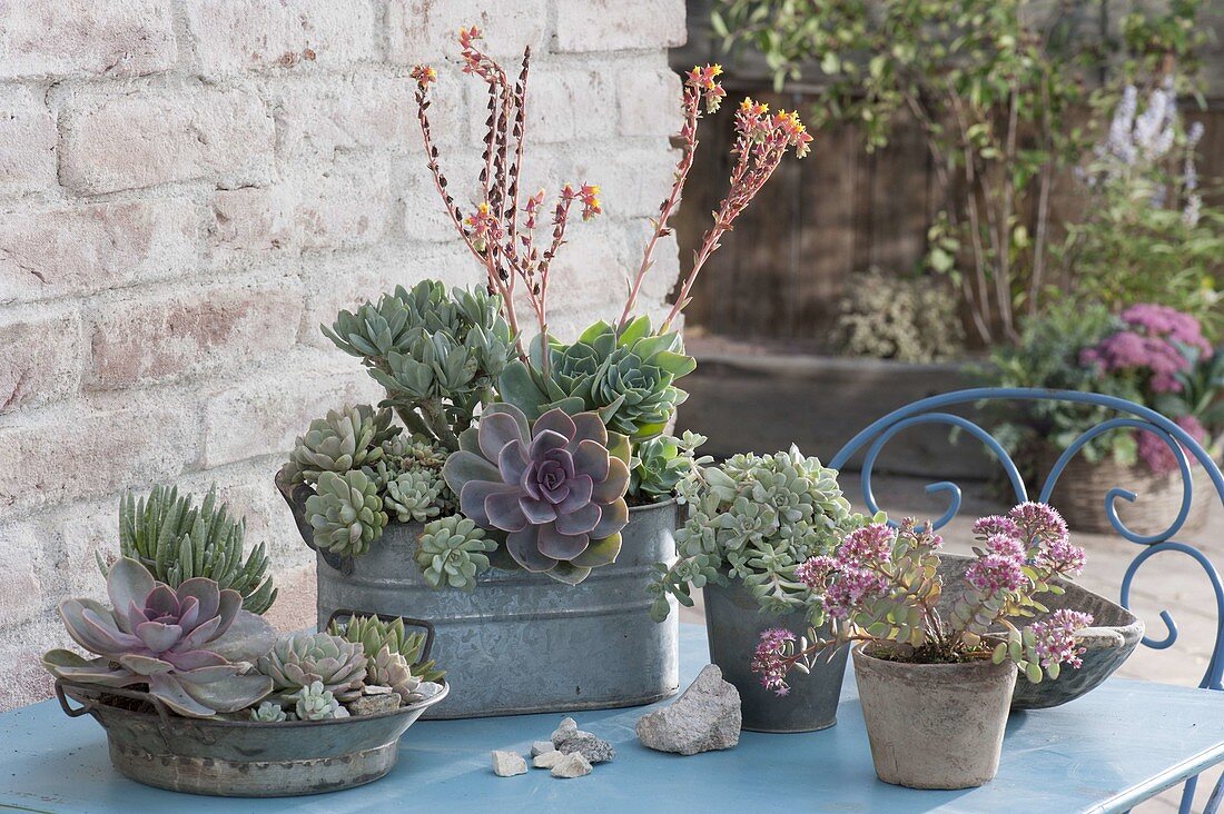 Zinc vessels planted with succulents