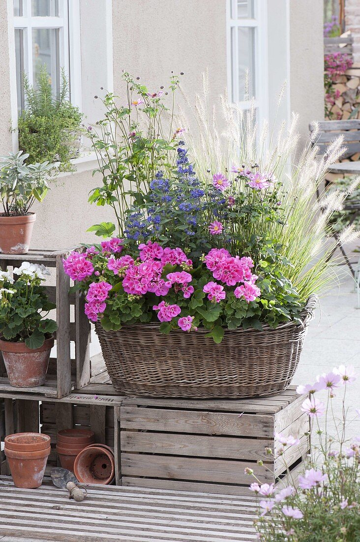 Laundry basket in blue and pink, Pelargonium zonal 'Moonlight Katy'