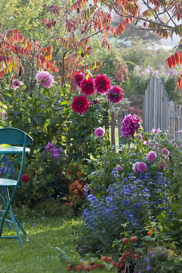 Early autumn in the small garden, Dahlia, Rhus typhina