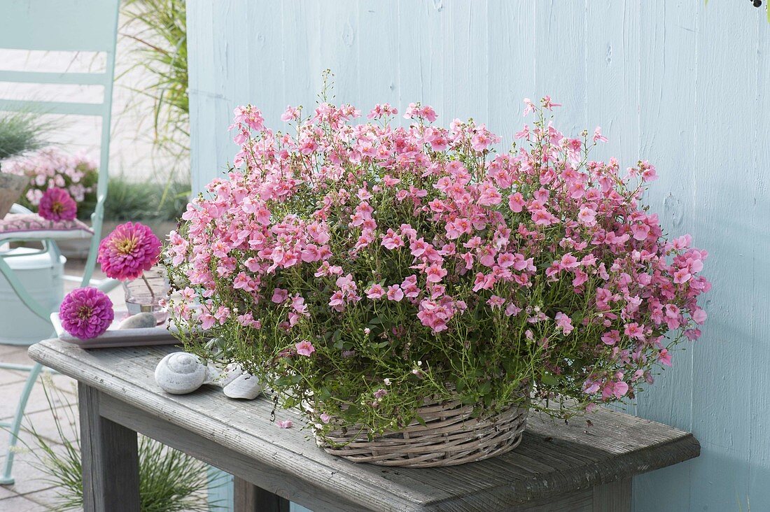 Diascia Breezee 'Plus pink' (twinspur) on side table