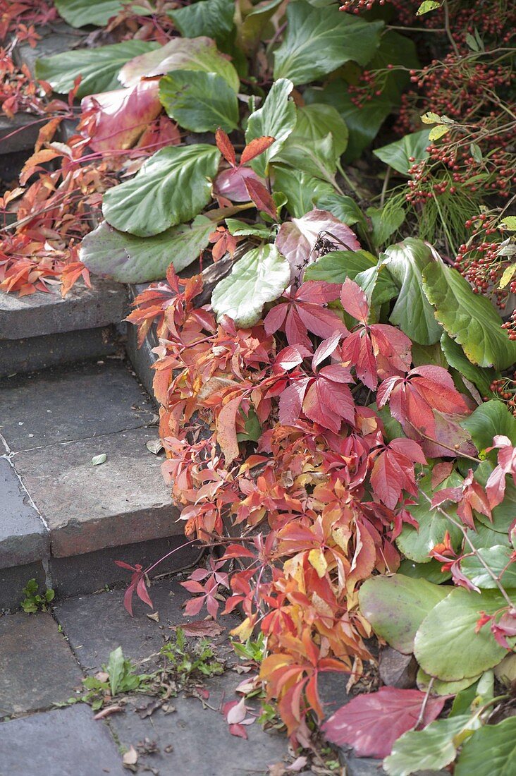 Parthenocissus (Wilder Wein) in Kombination mit Bergenia (Bergenie)