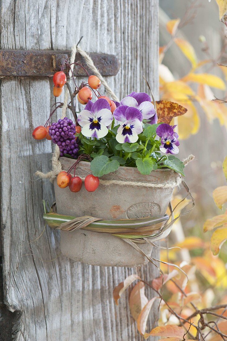 Viola cornuta hanged in terracotta pot on old door