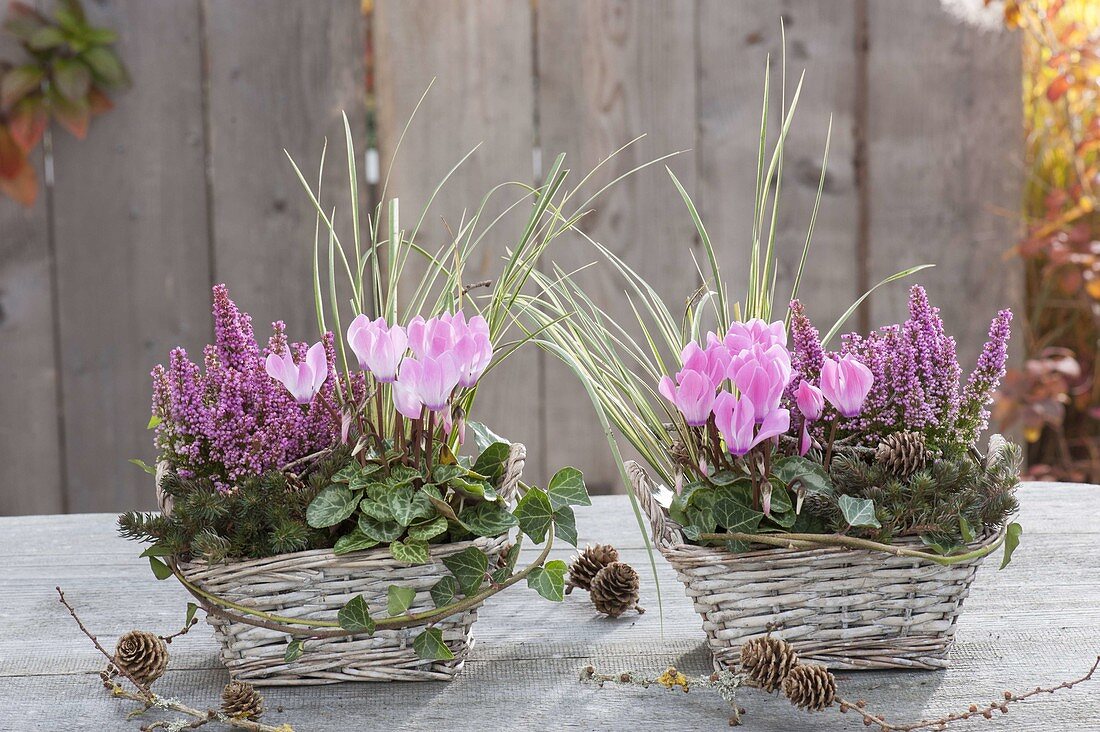 Baskets with Erica gracilis 'Beauty Queens' (pot erika), Cyclamen