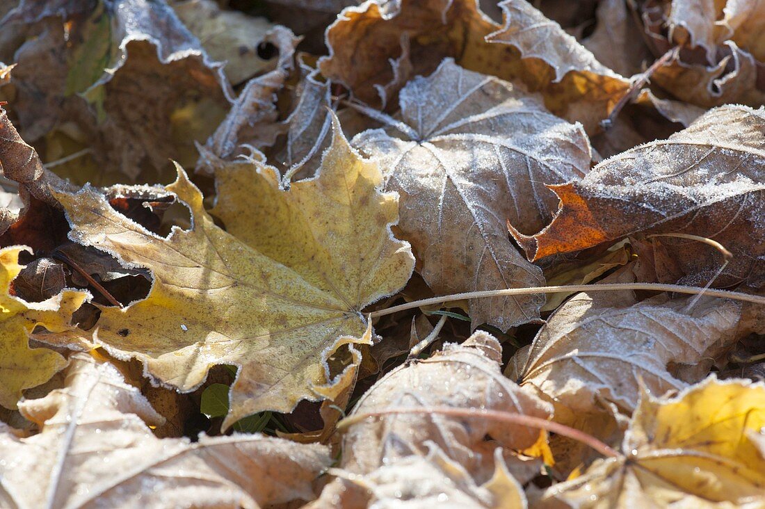 Hoarfrost on autumn leaves, yellow and brown leaves of Acer
