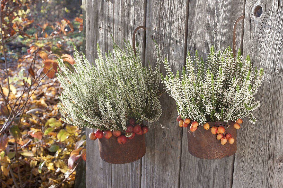 Calluna 'Alicia' and 'Helena' with Malus