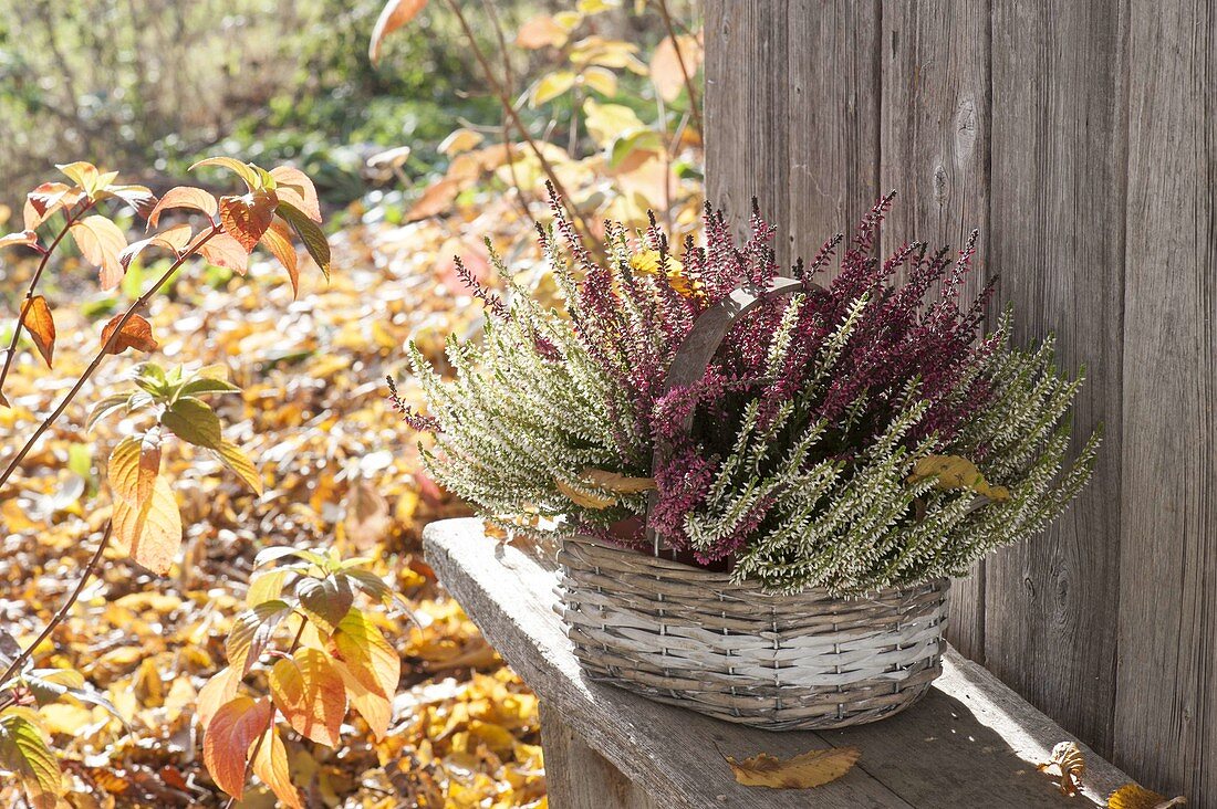 Small handle basket with Calluna Twin-Girls 'Aphrodite' red 'Helena' white