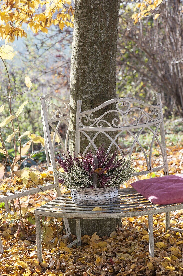 Basket with Calluna vulgaris in white and red on bench