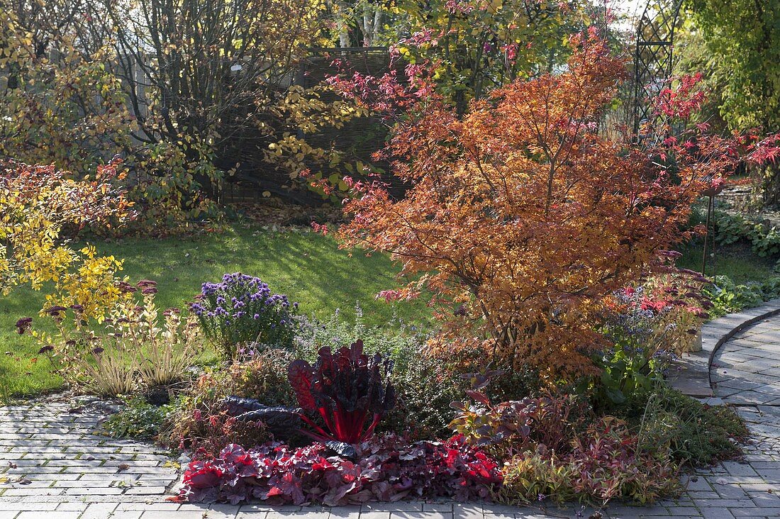 Buntes Herbstbeet : Acer palmatum 'Katsura' (Japanischer Fächerahorn)