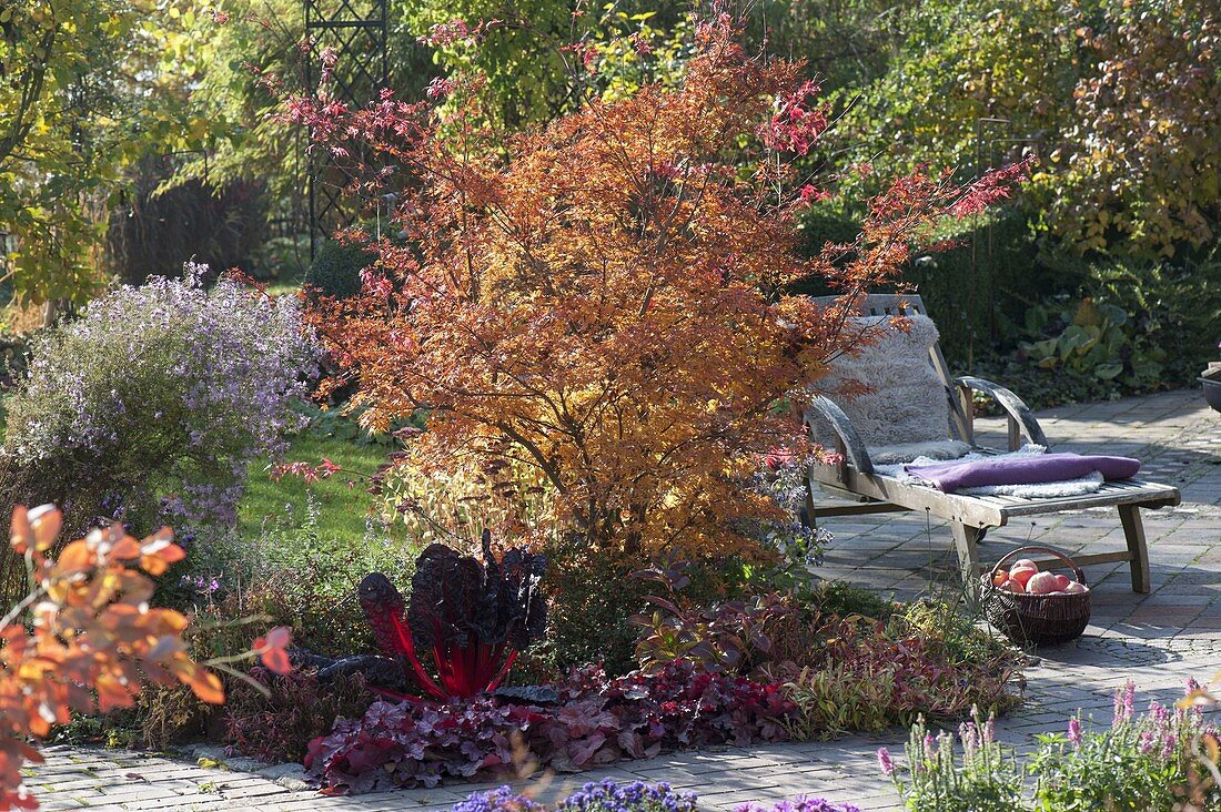 Buntes Herbstbeet : Acer palmatum 'Katsura' (Japanischer Fächerahorn)