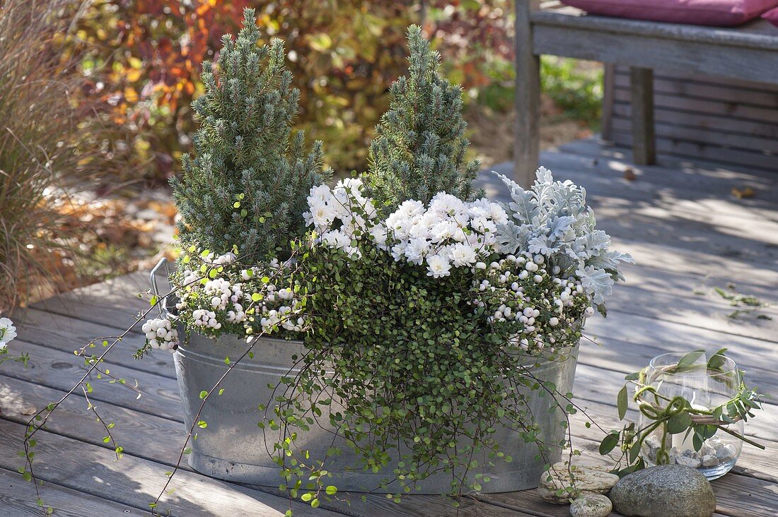 Pernettya (peat myrtle), chrysanthemum (autumn chrysanthemum)