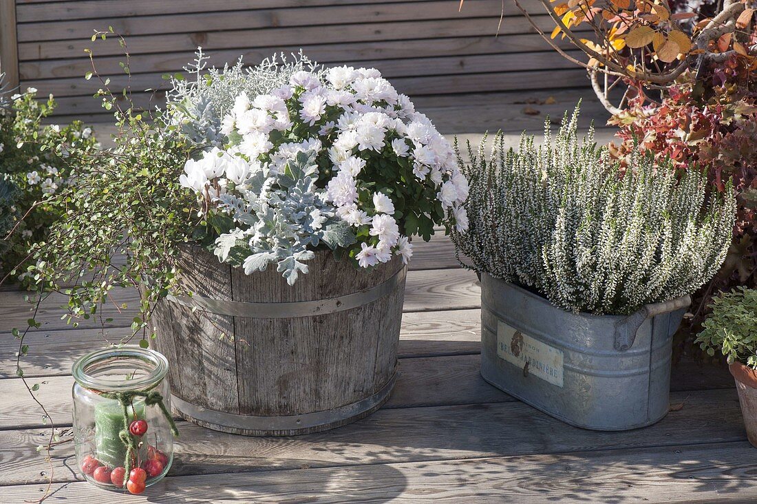 Calluna Garden Girls 'Helena' in zinc tub, chrysanthemum