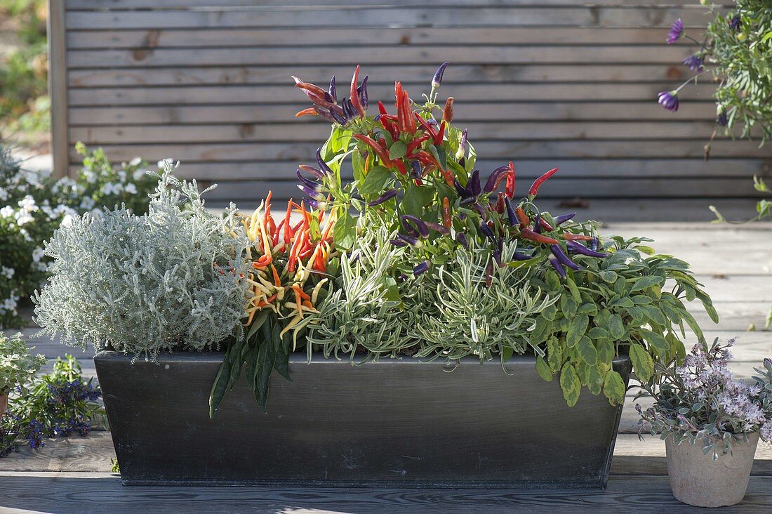 Dark gray metal box with Santolina, Lavandula