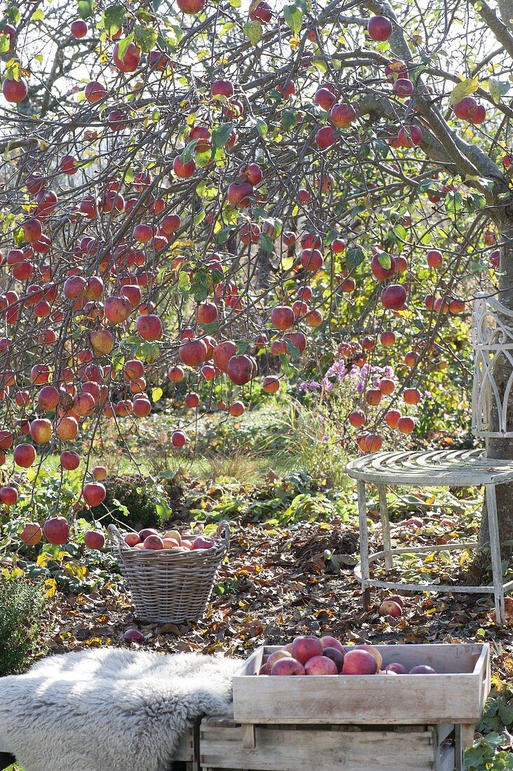 Apple tree, with many fruits in late autumn