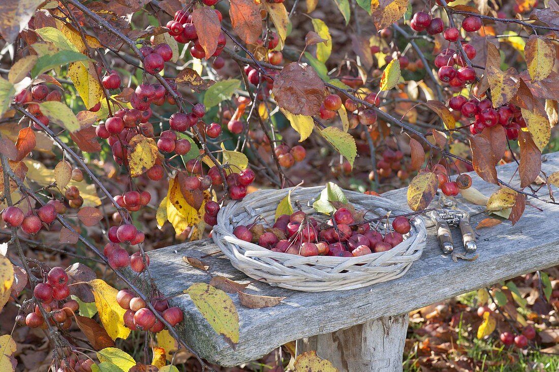 Malus (ornamental apple) cut for floristic decorations