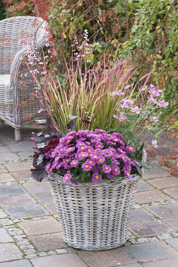 Aster dumosus 'Rose Crystal', anemone