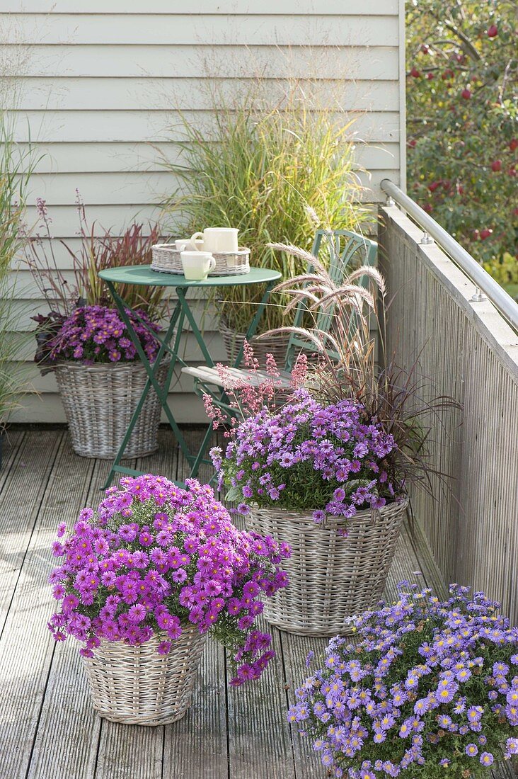 Autumnally planted balcony with Aster dumosus, Pennisetum